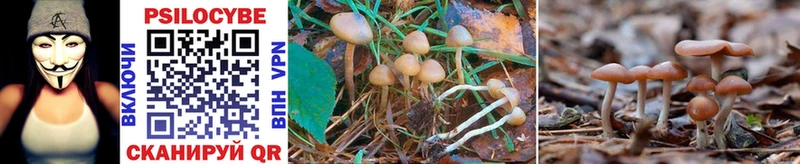 Псилоцибиновые грибы Cubensis  Сосновка 